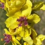 Verbascum nigrum Flor