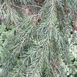 Picea omorika Hostoa