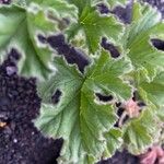 Pelargonium capitatum 葉