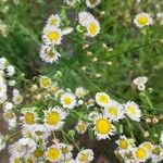 Erigeron strigosus Květ