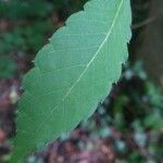 Zelkova carpinifolia برگ