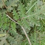 Solanum sisymbriifolium Folio