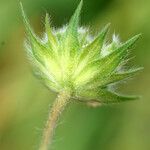 Pterocephalus plumosus Flower