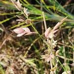 Eragrostis superba Цветок