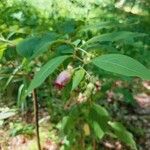 Atropa belladonna Цвят