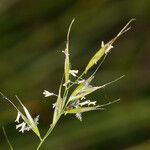 Danthonia californica 花