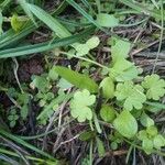 Bowlesia incana Yaprak