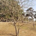 Tabebuia roseoalba Habitus