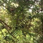 Torreya nucifera 叶