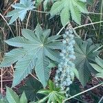 Ricinus communisبرگ