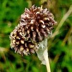 Allium vineale Fruit