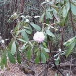 Rhododendron uvariifolium Hábito