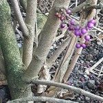 Callicarpa bodinieri Bark