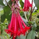 Fuchsia boliviana Floro