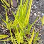 Hakonechloa macra Frunză