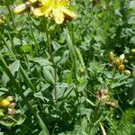 Hypericum richeri Fulla