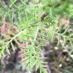 Achillea nobilis Frunză