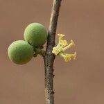 Pleiocarpa pycnantha Flower