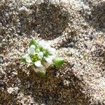 Cochlearia officinalis Lorea