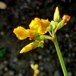 Oxalis tuberosa Λουλούδι