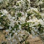 Malus prunifolia Flor