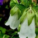 Campanula alliariifolia Kukka