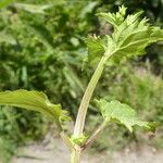 Scrophularia peregrina Fuelha