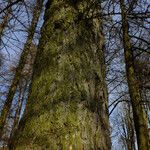 Larix sibirica Rinde
