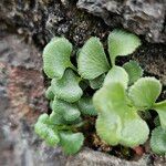 Asplenium ruta-muraria Leaf