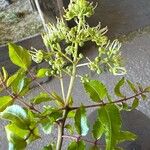 Zanthoxylum clava-herculis Flor