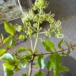 Zanthoxylum clava-herculis Flower