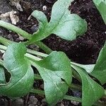 Ranunculus asiaticus Foglia