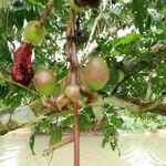 Kigelia africana Meyve