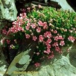 Androsace ciliata Libunga