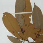 Aniba panurensis Hoja