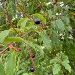 Prunus pensylvanica Fruit