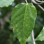 Ficus lateriflora Φύλλο