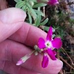 Matthiola incana Flor