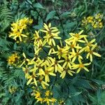 Senecio ovatusFlower