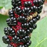 Phytolacca esculenta Fruto