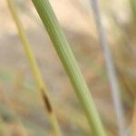 Cyperus conglomeratus 樹皮