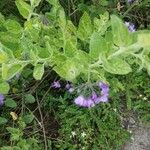 Solanum umbelliferum 葉