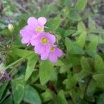 Oxalis latifoliaFlower