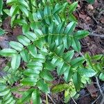 Caesalpinia bonduc برگ