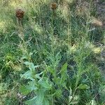 Centaurea macrocephala Habitat