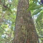 Lecythis idatimon Bark