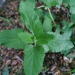 Teucrium scorodonia葉