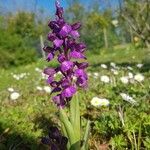 Anacamptis morioFlors