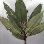 Floscopa robusta Otro