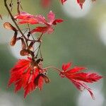 Acer japonicum 葉